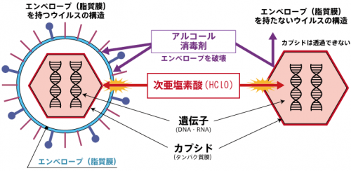 ウイルス類の場合